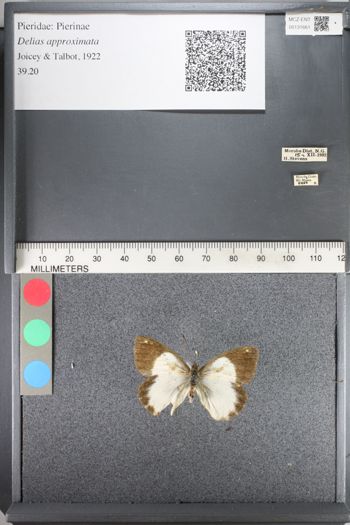 Media type: image;   Entomology 131661